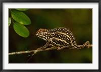 Framed Campan's chameleon lizard, Madagascar