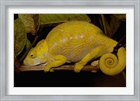 Framed Globular Chameleon, Lizards, Madagascar
