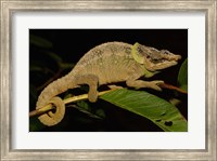 Framed Green-eared Chameleon lizard, Madagascar, Africa
