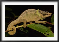 Framed Green-eared Chameleon lizard, Madagascar, Africa