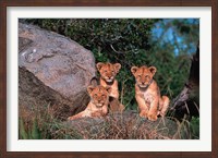 Framed Den of Lion Cubs, Serengeti, Tanzania