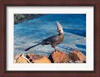 Framed Grey Go-Away Bird, Namibia