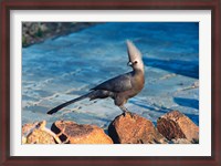 Framed Grey Go-Away Bird, Namibia