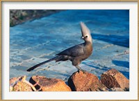 Framed Grey Go-Away Bird, Namibia