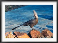 Framed Grey Go-Away Bird, Namibia