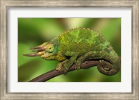 Framed Close-up of Jackson's Chameleon on limb, Kenya