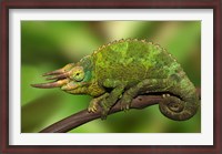 Framed Close-up of Jackson's Chameleon on limb, Kenya