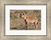 Framed Africa, Tanzania, Serengeti. Spotted hyena, Crocuta crocuta.