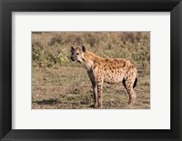 Framed Africa, Tanzania, Serengeti. Spotted hyena, Crocuta crocuta.