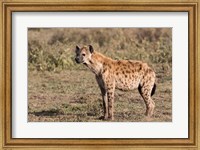 Framed Africa, Tanzania, Serengeti. Spotted hyena, Crocuta crocuta.
