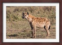 Framed Africa, Tanzania, Serengeti. Spotted hyena, Crocuta crocuta.