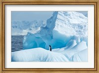Framed Antarctica, Gentoo Penguin standing on iceberg near Enterprise Island.