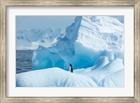 Framed Antarctica, Gentoo Penguin standing on iceberg near Enterprise Island.