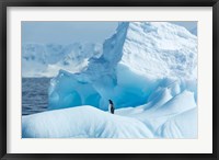 Framed Antarctica, Gentoo Penguin standing on iceberg near Enterprise Island.