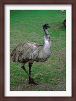 Framed Emu Portrait, Australia