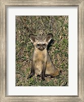 Framed Bat-Eared Fox, Tanzania