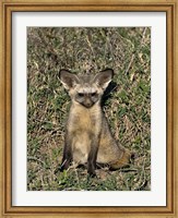 Framed Bat-Eared Fox, Tanzania