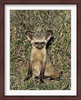 Framed Bat-Eared Fox, Tanzania