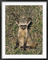 Framed Bat-Eared Fox, Tanzania