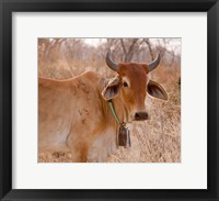 Framed Botswana, Tsodilo Hills, Farm animal, cow