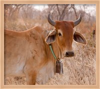 Framed Botswana, Tsodilo Hills, Farm animal, cow