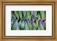 Framed Purple edged leaves of the Giant Lobelia rosette, Kenya