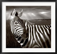 Framed Black & White of Zebra and plain, Kenya