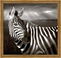Framed Black & White of Zebra and plain, Kenya