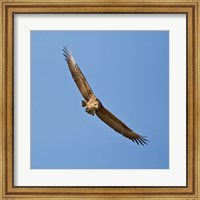 Framed Africa. Tanzania. Bateleur Eagle, Serengeti NP