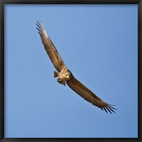 Framed Africa. Tanzania. Bateleur Eagle, Serengeti NP