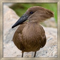 Framed Africa. Tanzania. Hamerkop at Tarangire NP