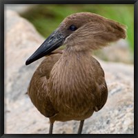 Framed Africa. Tanzania. Hamerkop at Tarangire NP