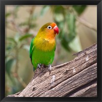Framed Fischer's Lovebird tropical bird, Tanzania