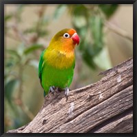 Framed Fischer's Lovebird tropical bird, Tanzania