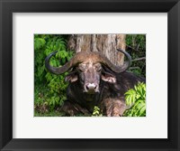 Framed African Buffalo, Aberdare National Park, Kenya