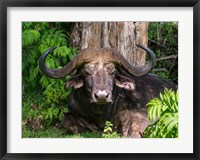 Framed African Buffalo, Aberdare National Park, Kenya