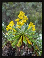 Framed Giant Groundsel in the Mount Kenya National Park, Kenya