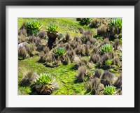 Framed Landscape with Giant Groundsel in the Mount Kenya National Park, Kenya