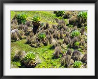 Framed Landscape with Giant Groundsel in the Mount Kenya National Park, Kenya