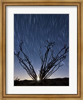 Framed setting moon is visible through the thorny branches on an ocotillo, California