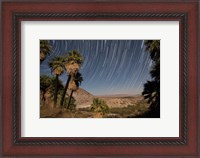 Framed California Fan Palms and a mesquite grove in a desert landscape