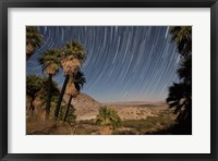 Framed California Fan Palms and a mesquite grove in a desert landscape