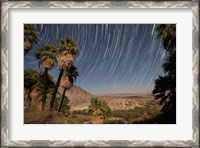 Framed California Fan Palms and a mesquite grove in a desert landscape