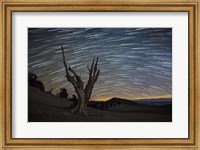 Framed dead bristlecone pine tree against a backdrop of star trails