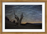 Framed dead bristlecone pine tree against a backdrop of star trails