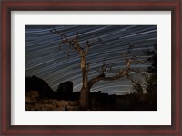 Framed dead Pinyon pine tree and star trails, Joshua Tree National Park, California