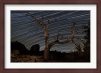 Framed dead Pinyon pine tree and star trails, Joshua Tree National Park, California