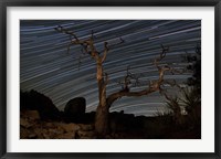 Framed dead Pinyon pine tree and star trails, Joshua Tree National Park, California