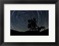 Framed lone oak tree silhouetted against a backdrop of star trails