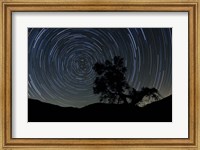 Framed lone oak tree silhouetted against a backdrop of star trails